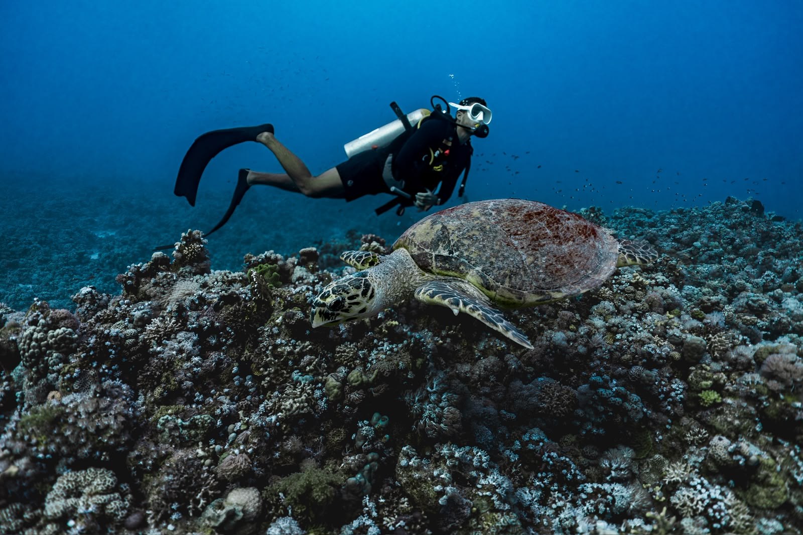 Scuba diver on the reef